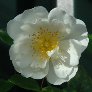 CITY OF YORK (rambler)